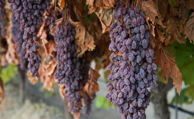  Buy the latest types of Royal sultana dried grapes 