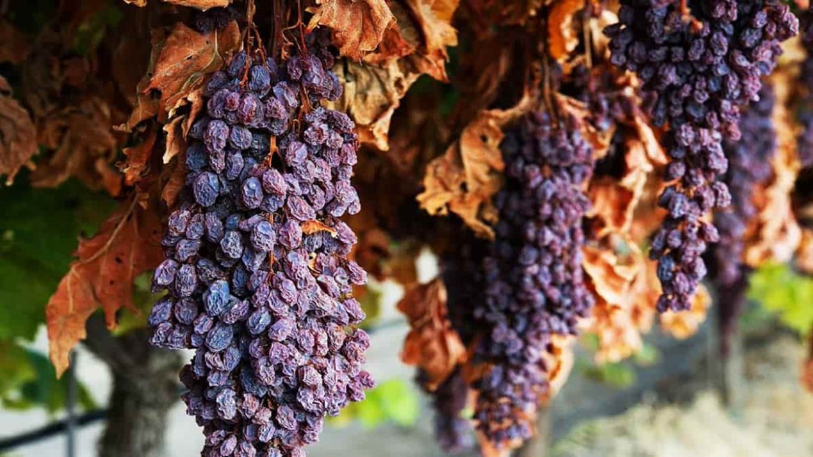 dried grape raisin wholesale suppliers in different countries